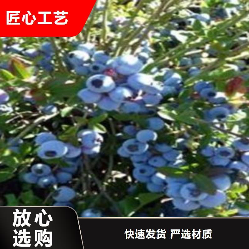 蓝莓苗花椒苗一站式服务本地生产商