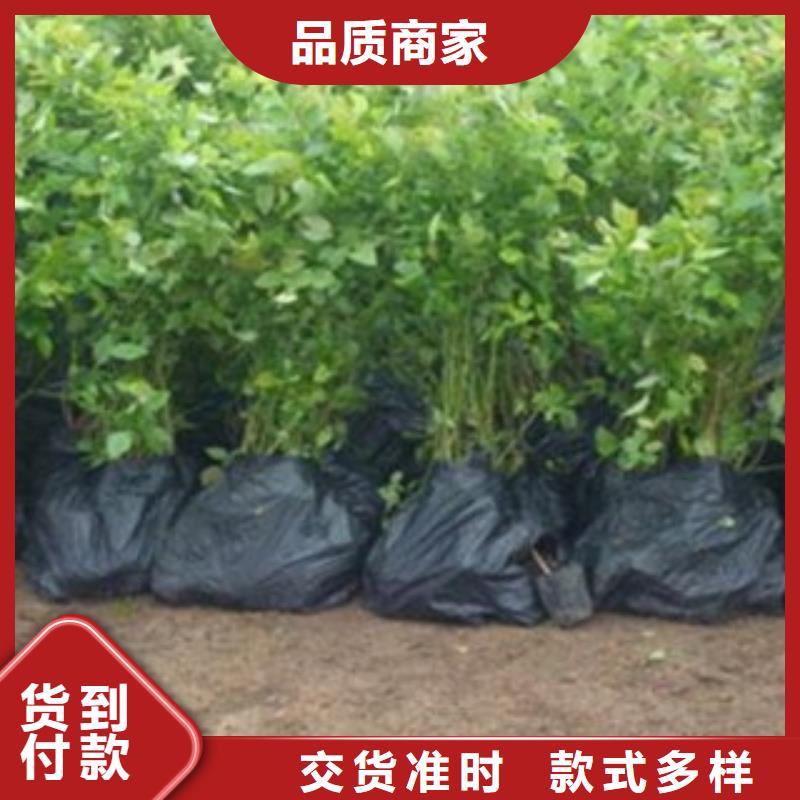 蓝莓苗梨树苗畅销本地本地供应商