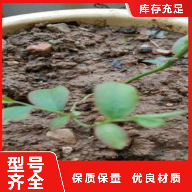蓝莓苗【花椒苗】来图定制量大从优本地公司