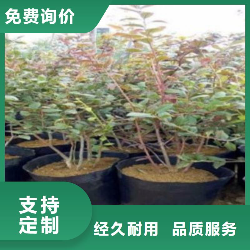 蓝莓苗花椒苗应用范围广泛贴心服务