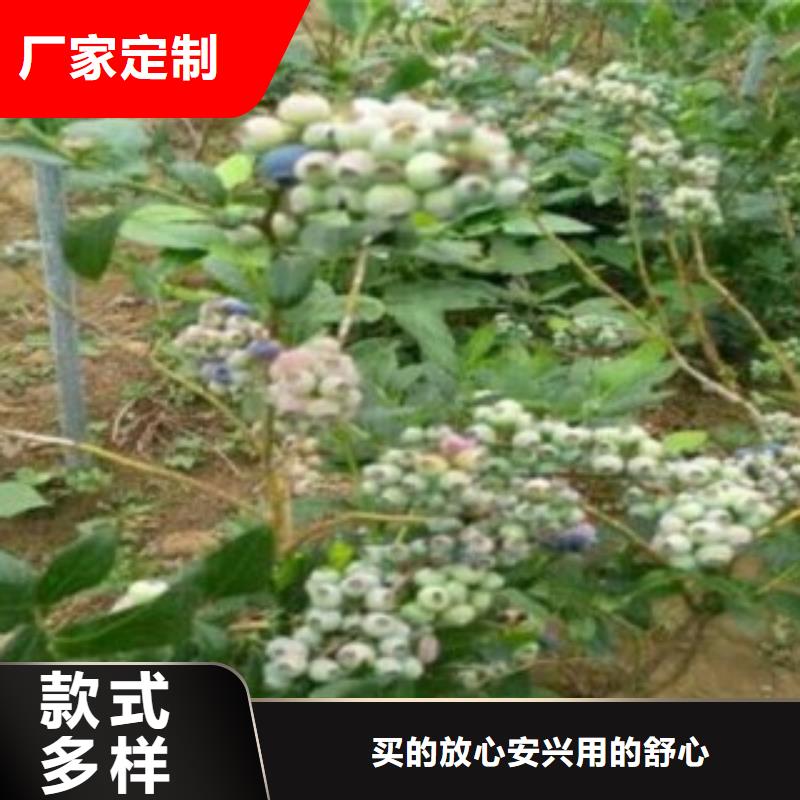 蓝莓苗桃树苗高品质诚信厂家卓越品质保障