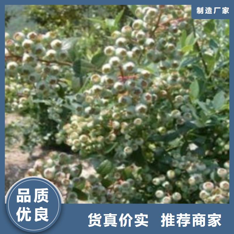 蓝莓苗_梨树苗源头厂家直销每个细节都严格把关