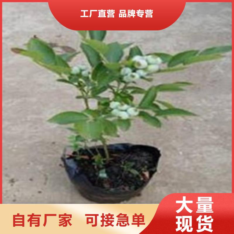 蓝莓苗用心细节当地厂家
