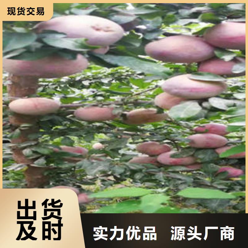 李子苗梨树苗用心服务产品优势特点