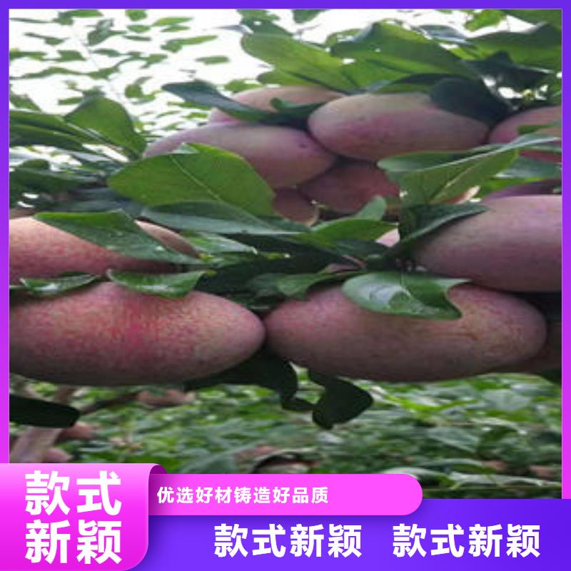 李子苗梨树苗支持定制加工当地货源
