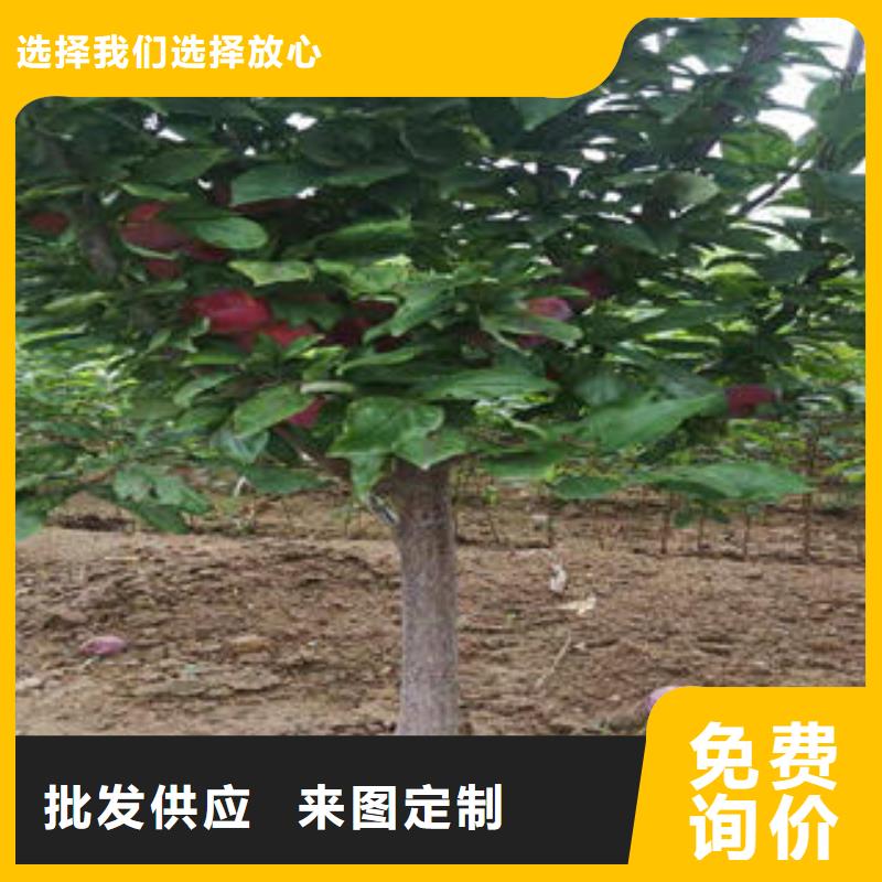 李子苗-蓝莓苗买的放心安兴用的舒心品牌企业