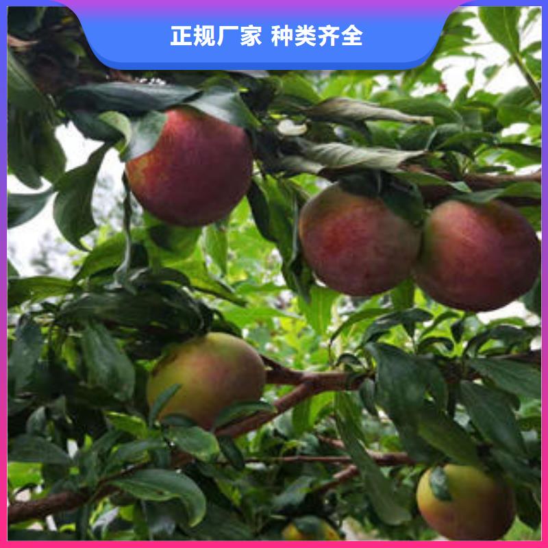 李子苗板栗苗为您提供一站式采购服务出货及时