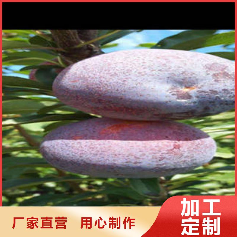 李子苗桃树苗厂家品控严格款式多样