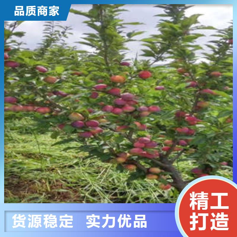 【李子苗,板栗苗应用范围广泛】专注产品质量与服务