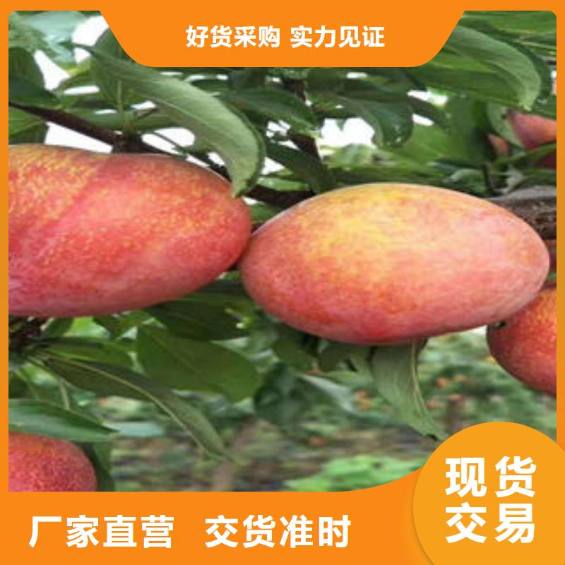 李子苗蓝莓苗物美价优源头直供