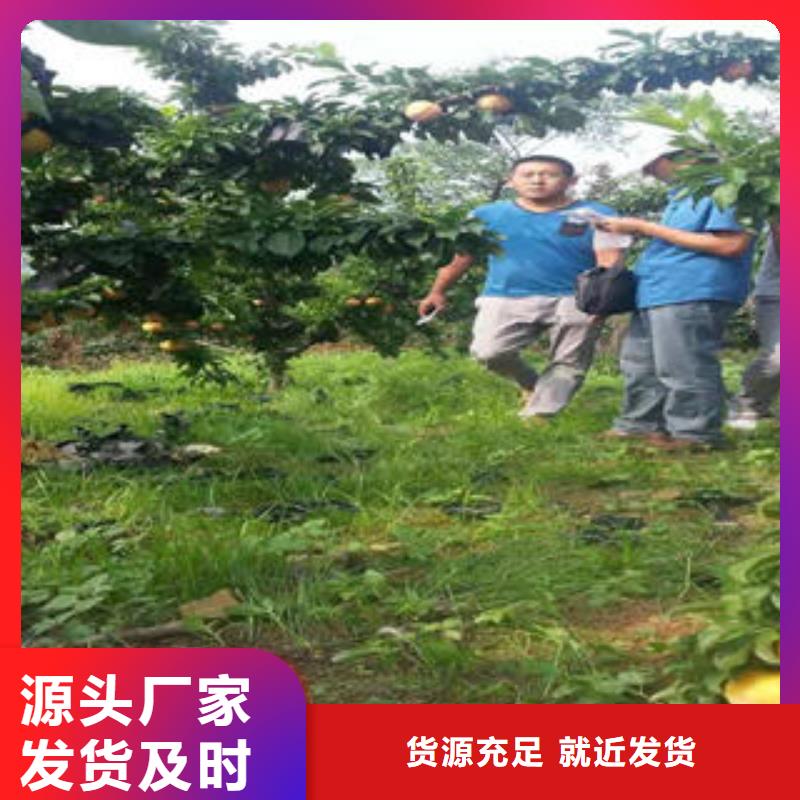 李子苗-板栗苗质检合格出厂同城服务商
