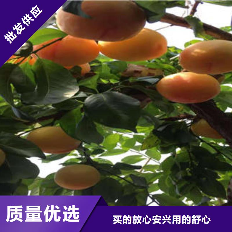 【李子苗蓝莓苗的图文介绍】同城服务商