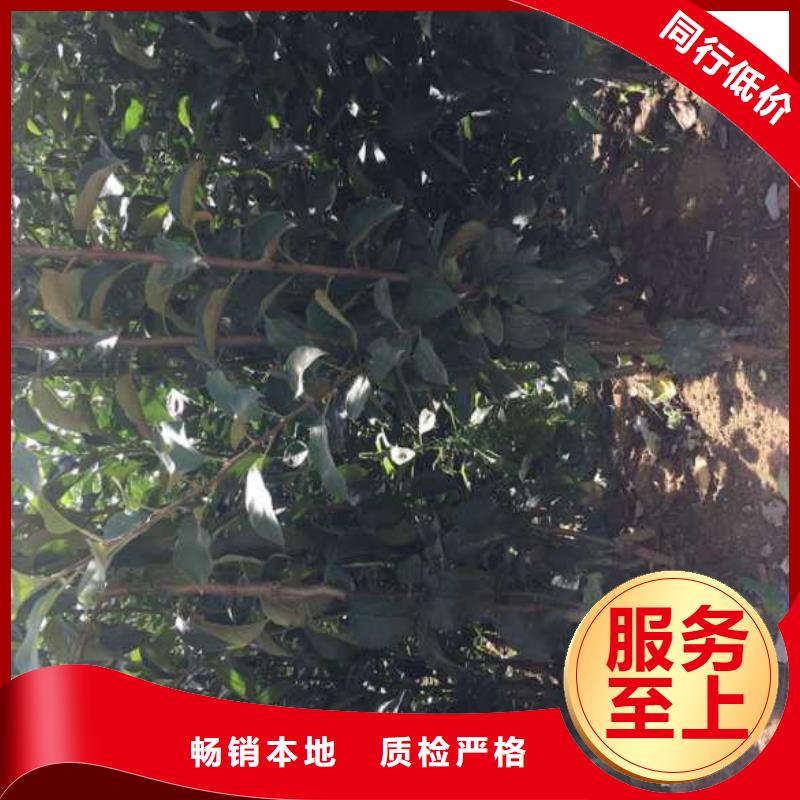 苹果苗板栗苗精品选购好产品放心购