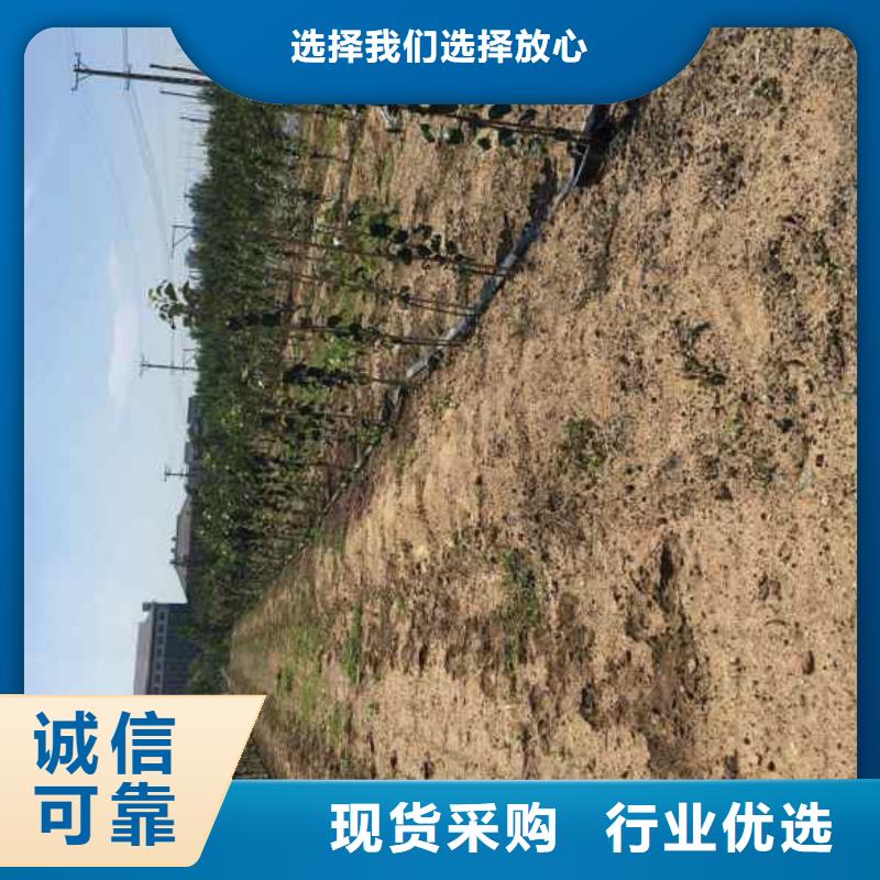 苹果苗【梨树苗】产品性能同城服务商