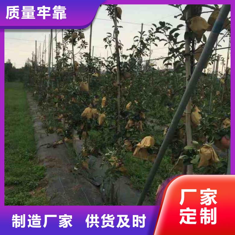 苹果苗,蓝莓苗货源足质量好每个细节都严格把关