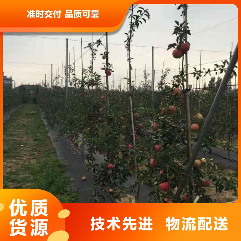 【苹果苗】桃树苗大厂生产品质品质可靠