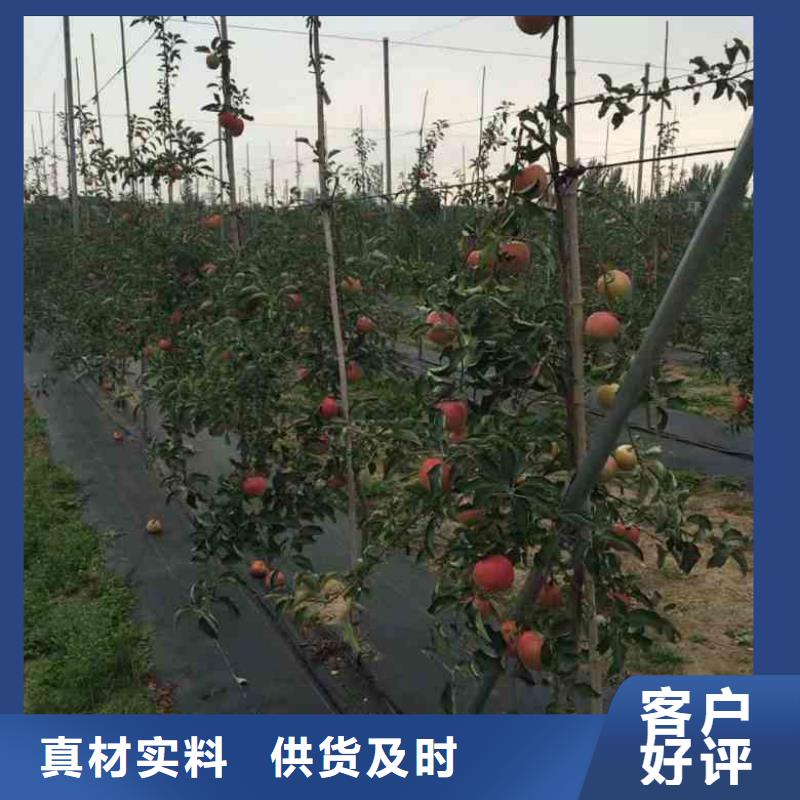 苹果苗梨树苗联系厂家本地生产商