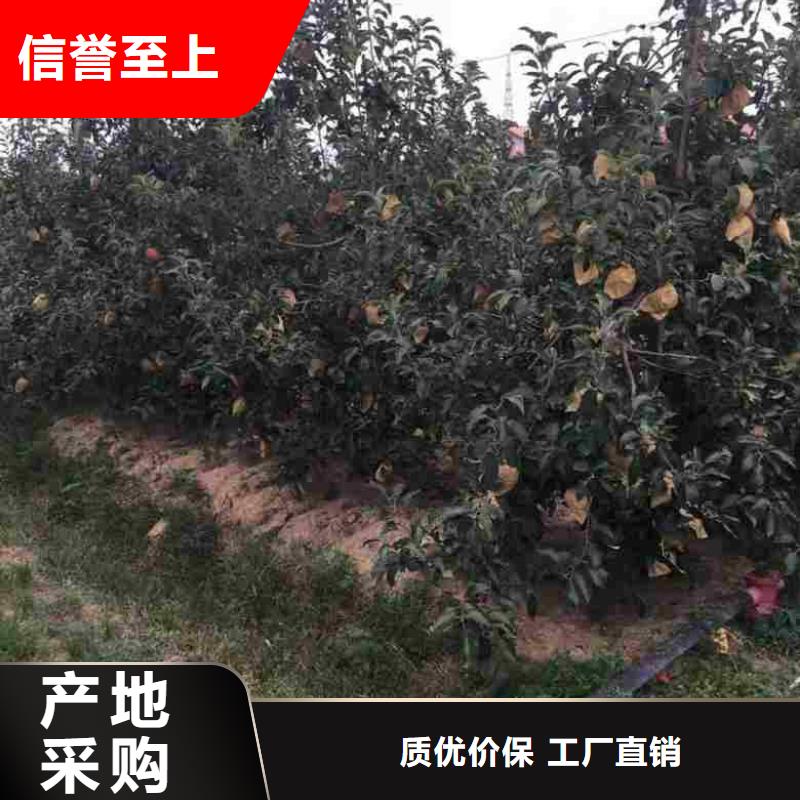 苹果苗,蓝莓苗精工细致打造制造生产销售