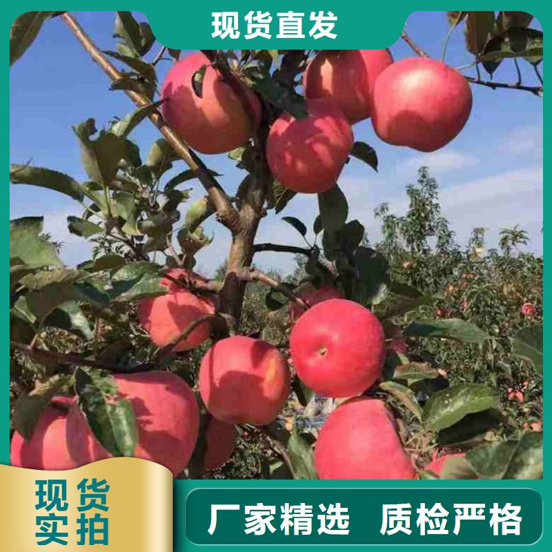 【苹果苗李子苗海量现货】本地货源