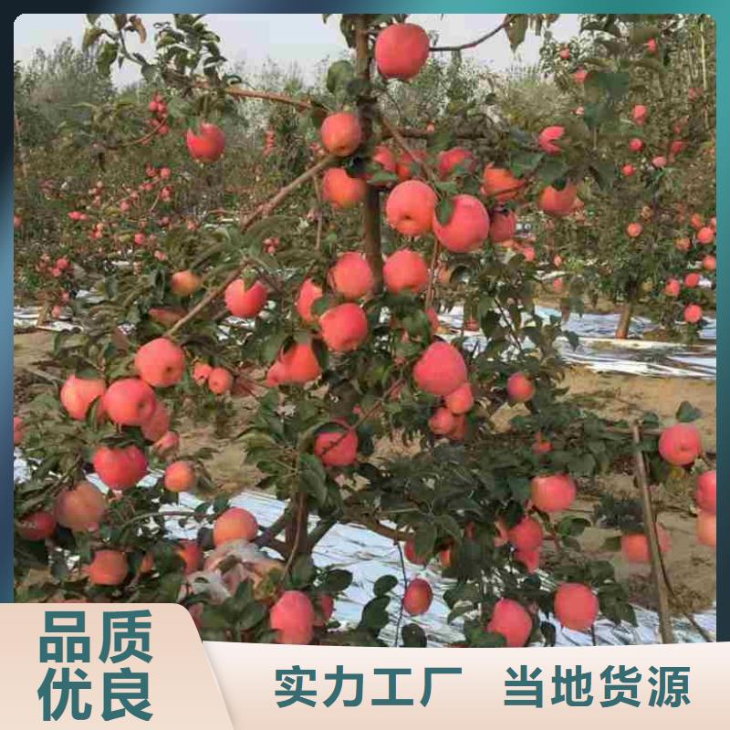 苹果苗花椒苗多年经验值得信赖加工定制