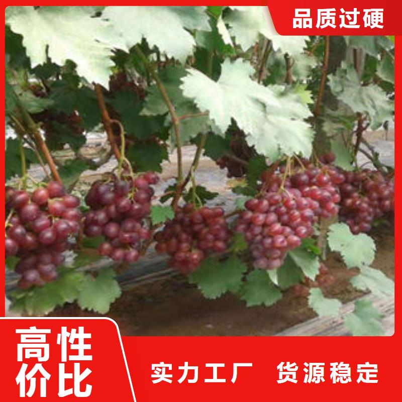 葡萄苗-桃树苗可接急单当地经销商