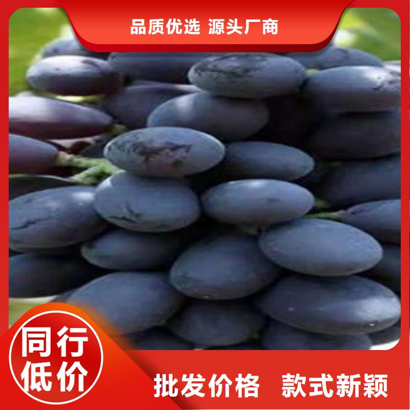 葡萄苗花椒苗质量好制造厂家