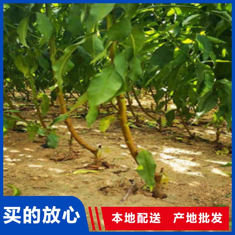葡萄苗李子苗当地货源同城生产厂家