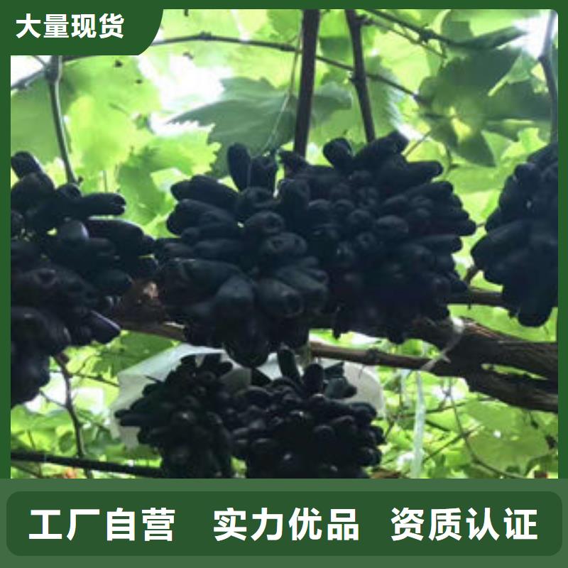【葡萄苗桃树苗生产经验丰富】实拍品质保障