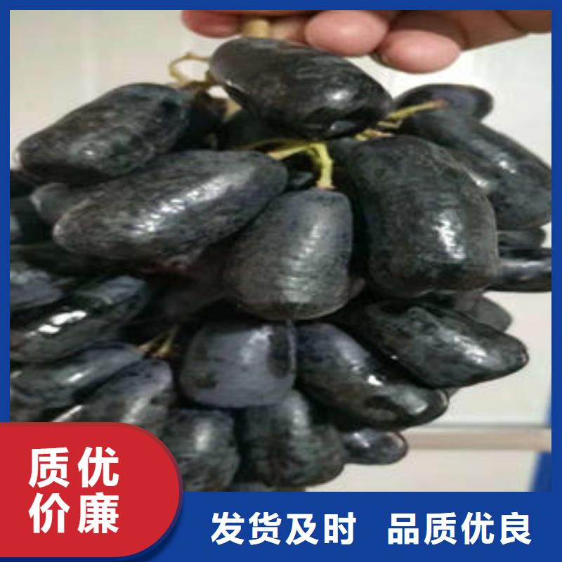 葡萄苗_板栗苗每一处都是匠心制作精选货源