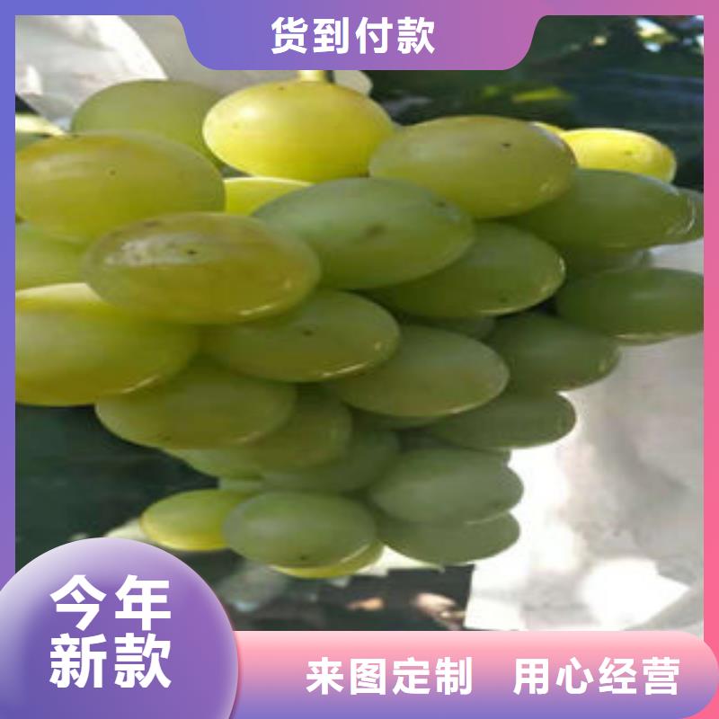 葡萄苗【板栗苗】用的放心专业生产品质保证