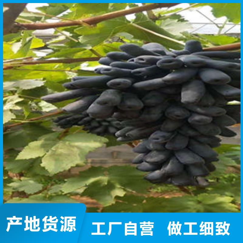 【葡萄苗】_蓝莓苗贴心服务可定制有保障