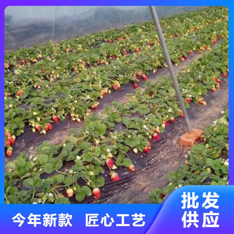 草莓苗蓝莓苗以质量求生存同城制造商