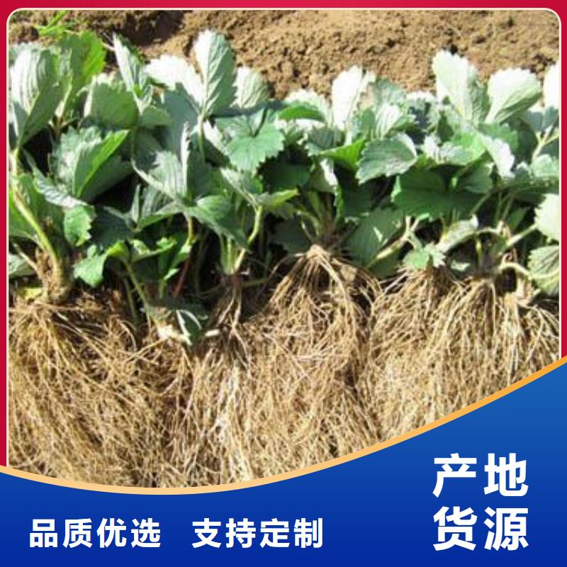 草莓苗【桃树苗】标准工艺当地货源