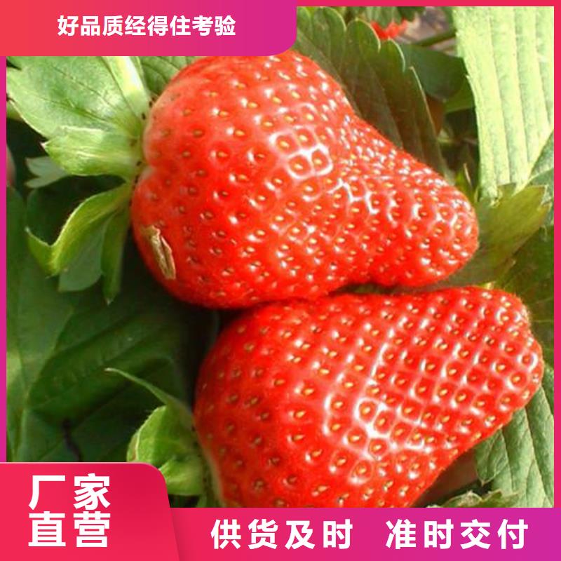 草莓苗李子苗一站式厂家源厂直接供货