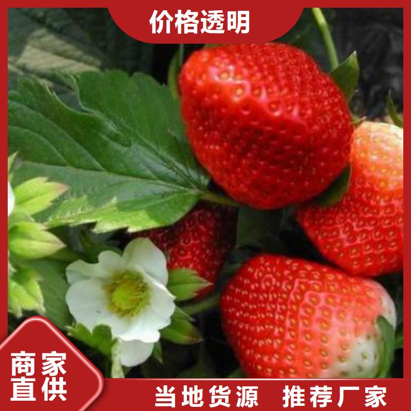 草莓苗_梨树苗精心我们更专业