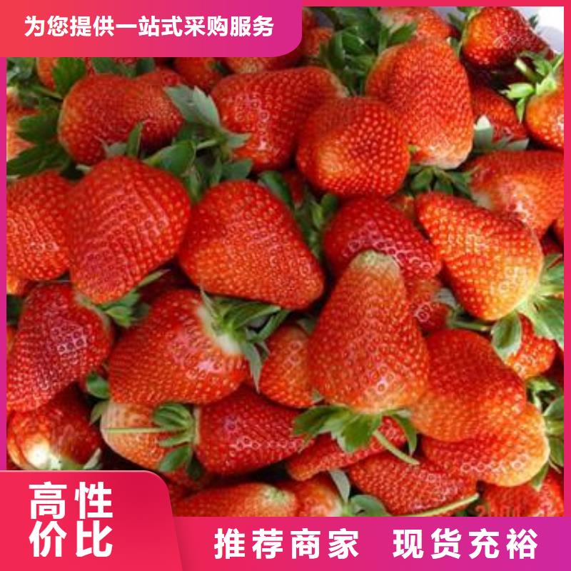 草莓苗_梨树苗实拍展现本地货源