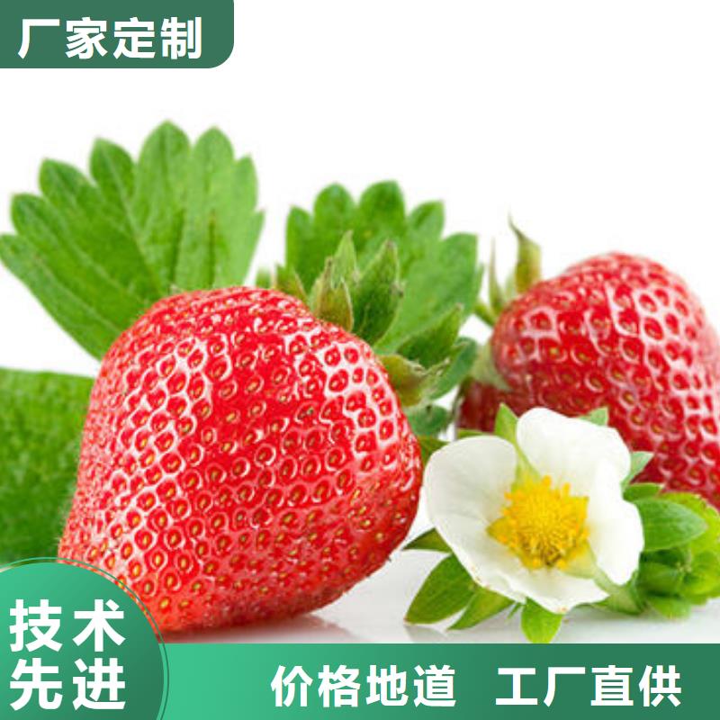 草莓苗【葡萄苗】细节之处更加用心选择我们选择放心