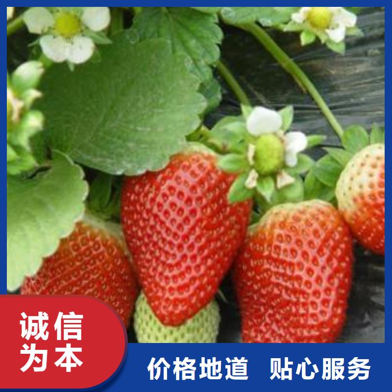 草莓苗,核桃苗自营品质有保障欢迎新老客户垂询