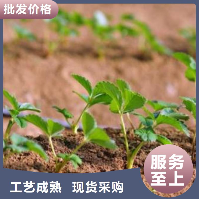 草莓苗-核桃苗厂家本地生产厂家