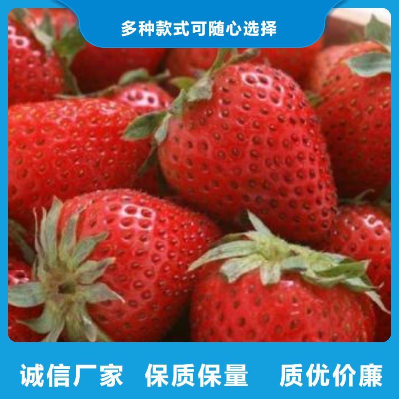 草莓苗-苹果苗经验丰富品质可靠一个起售