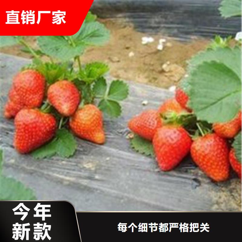 草莓苗-蓝莓苗把实惠留给您品质无所畏惧