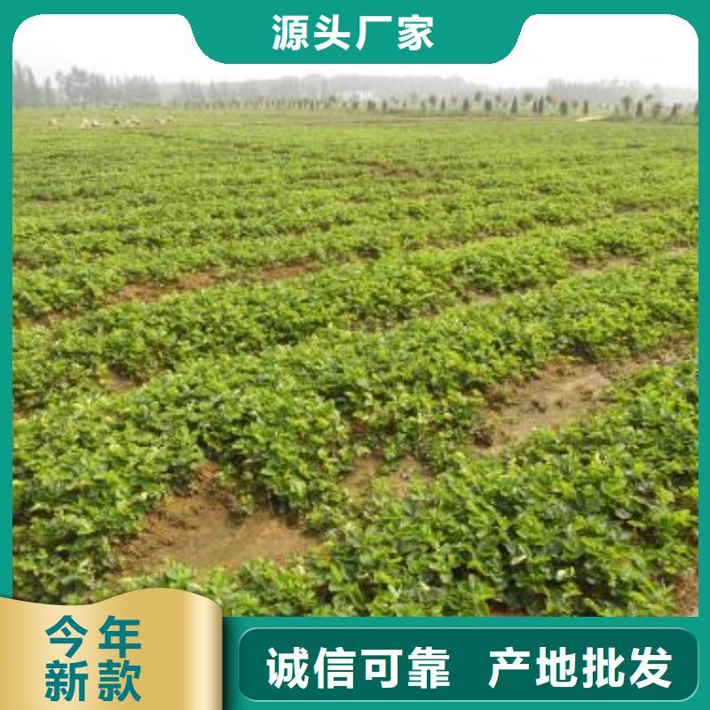 草莓苗,梨树苗可接急单产地采购