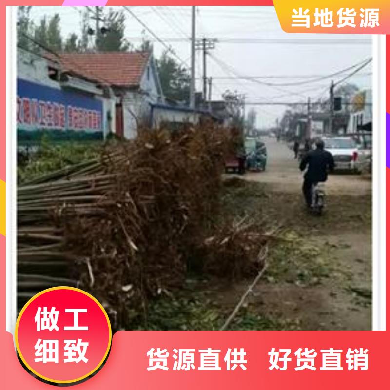 香椿苗梨树苗品质保证品质无所畏惧