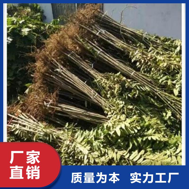 香椿苗蓝莓苗产品实拍颜色尺寸款式定制