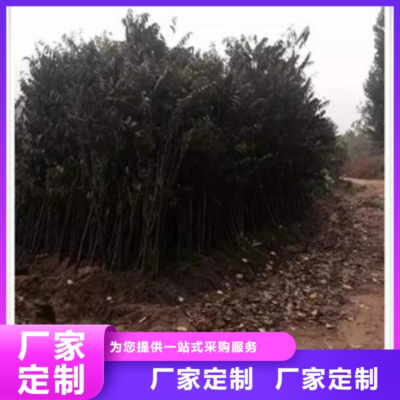 香椿苗,梨树苗快速生产每个细节都严格把关