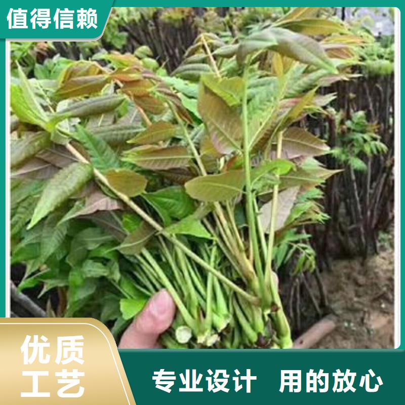 香椿苗桃树苗老品牌厂家做工细致