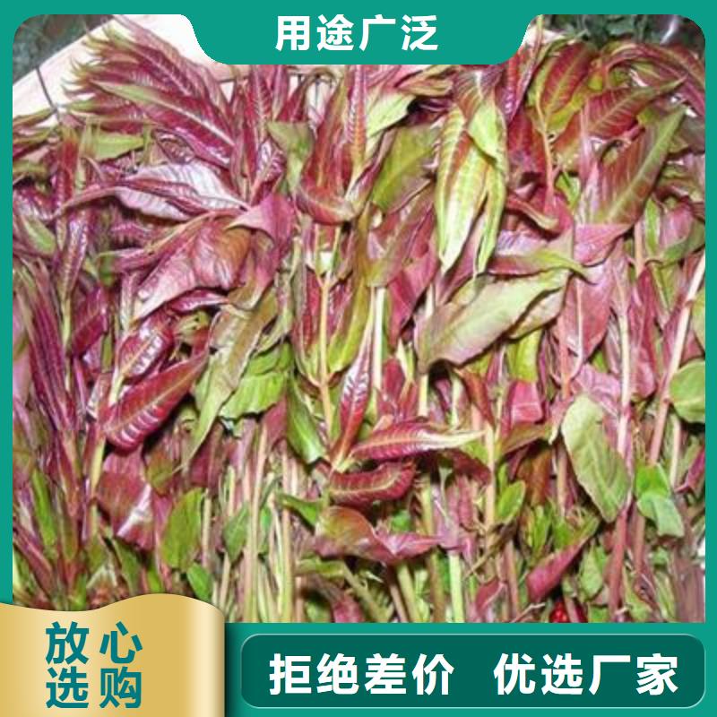 香椿苗葡萄苗好货直供快捷的物流配送