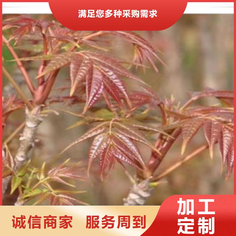 香椿苗_板栗苗质量上乘同城生产商