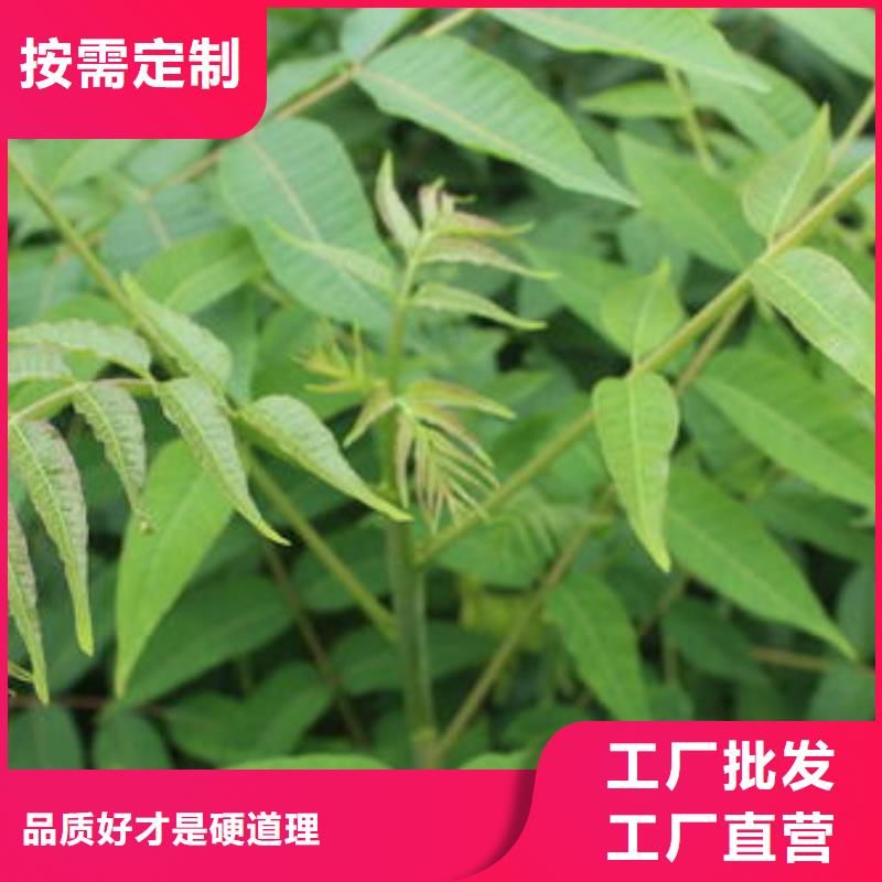 香椿苗_核桃苗0中间商差价实拍品质保障
