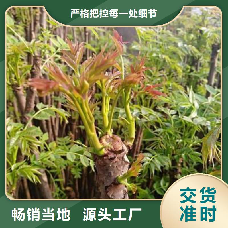 香椿苗,蓝莓苗来图加工定制产地直供